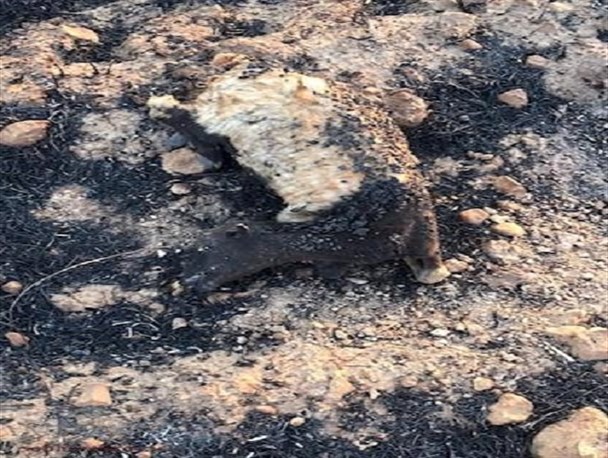 مرگ دلخراش بیش از ۱۰۰ راس گوسفند در آتش‌سوزی روستای راک +فیلم و تصاویر