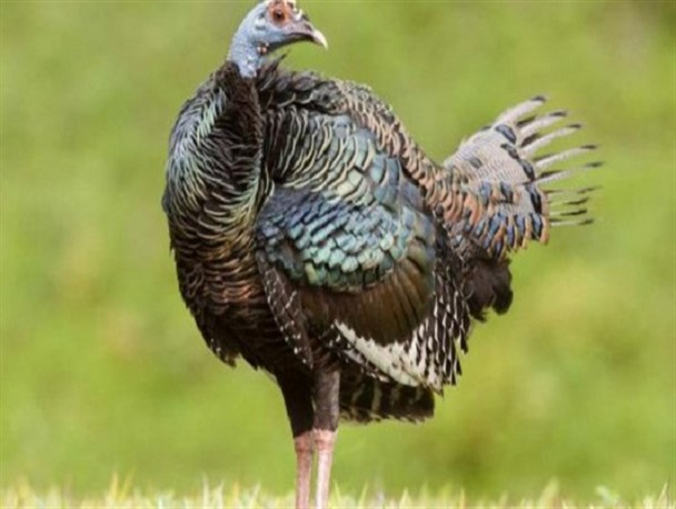 فعالیت ۱۶ واحد پرورش بوقلمون صنعتی در استان کرمانشاه