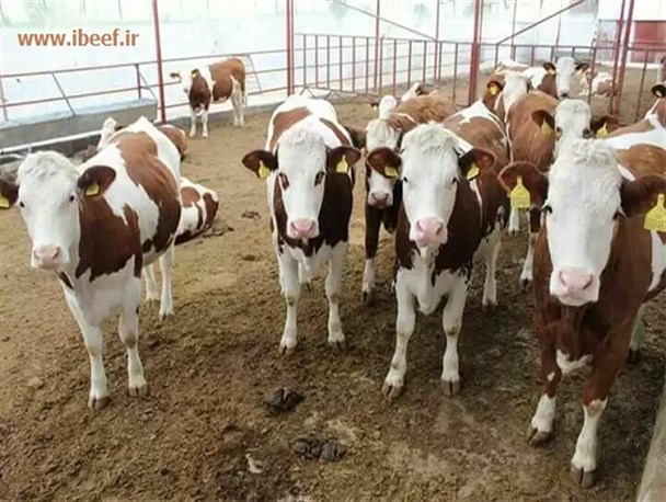 تشکیل کمیته خرید تضمینی دام زنده در استان مرکزی/ عملیات خرید دام بعد از تایید قیمت در شرکت پشتیبانی امور دام آغاز می شود