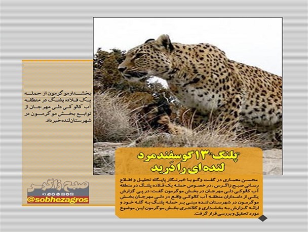 ماجرای حمله پلنگ در لنده/ وقتی شهر یاسوج بامعلولان قهر است