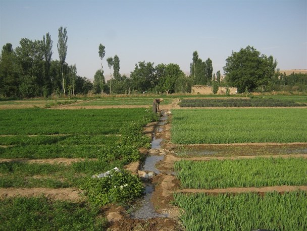 بوکان دومین تولید کننده سبزی در آذربایجان غربی +تصاویر