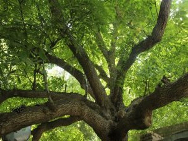 منطقه گردشگری دهبکری نگینی در دل کویرکرمان+تصاویر