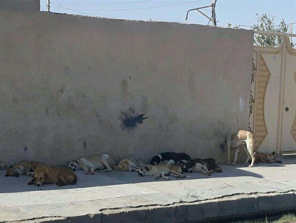 مشاهده 151 مورد حیوان گزیدگی در زهک/ واکسیناسیون 542 سگ ولگرد و خانگی توسط اداره دامپزشکی