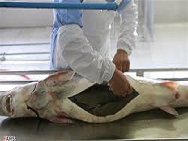 صادرات ۴۱۴ تن ماهی خاویاری به کشور‌های عراق و روسیه