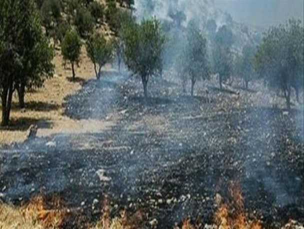 حریق در جنگل‌های بلوط الیگودرز مهار شد