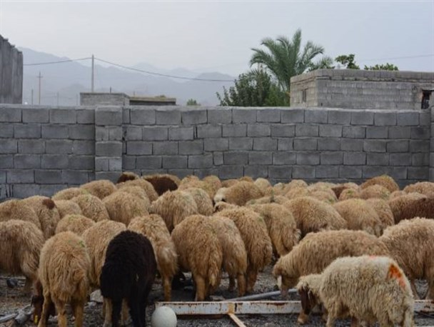 اجرای طرح پرواربندی دام سبک با استفاده از نژاد کرد در حاجی آباد