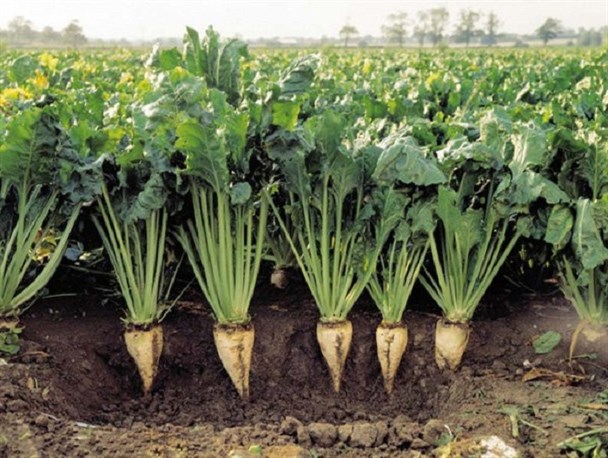 کشت چغندر؛ راه میانبر توسعه کشاورزی کردستان/ فقدان صنایع تبدیلی مهمترین چالش فرآوری این محصول است