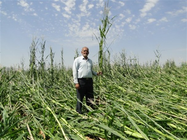 بارش تگرگ و طوفان در ممسنی خسارت بر جای گذاشت
