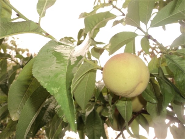 بارش باران تابستانی در رابر