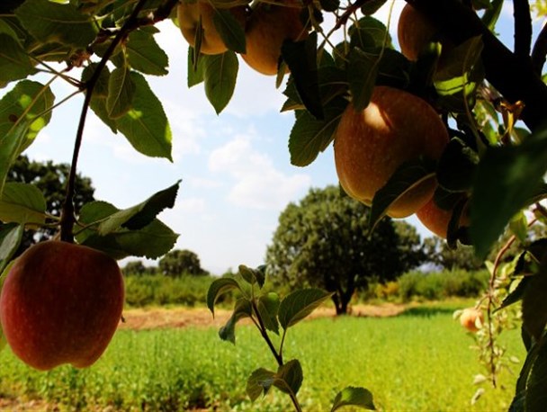 یک روز زیبای تابستانی در باغ های سیب دنا + تصاویر