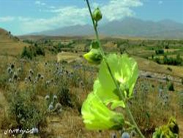 فیلم/ طبیعت بکر و تابستانی اردیموسی