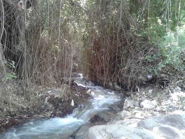 شاه ولایت؛ بهشتی در دل خبر/ تصاویر