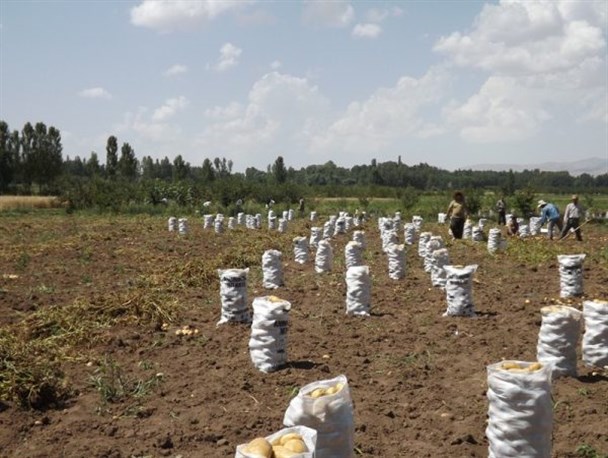 سیب زمینی کاران ضرر کردند و باز سخن از ایجاد کارخانجات صنایع تبدیلی به میان آمد