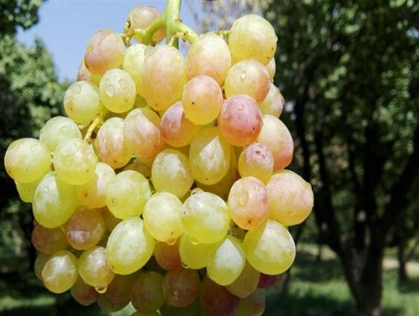 برداشت ۸ هزار تن انگور از تاکستانهای ماهنشان/۲۴ میلیارد تومان از برداشت انگور عاید کشاورزان می شود