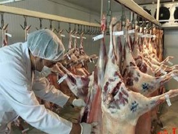 لزوم استفاده از وسایل حفاظتی در هنگام ذبح قربانی/لاشه دام تا ۲۴ ساعت در یخچال نگهداری شود
