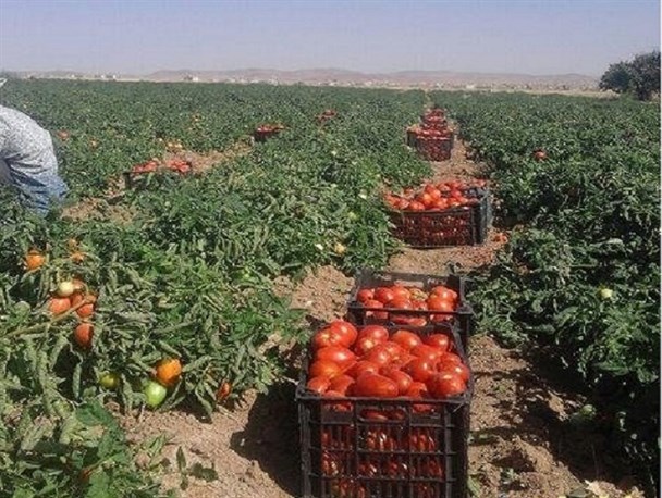 رد پای تولید و اشتغال در روستا