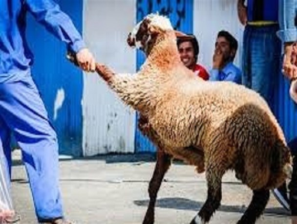 ضرورت تهیه و کشتار دام از مراکز مجاز / اسامی مراکز عرضه دام در شهرستان فردیس