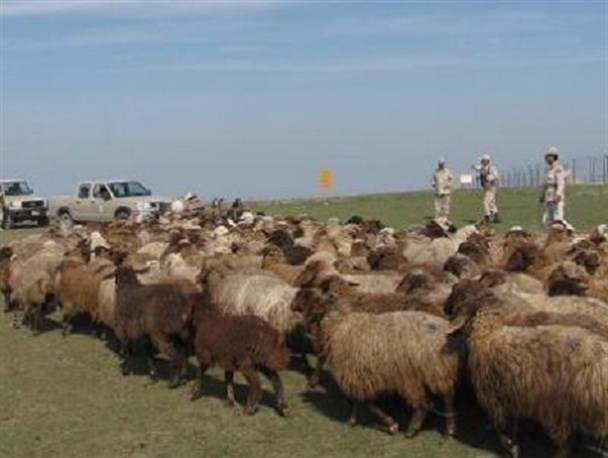 توقیف و مهار 800 رأس احشام توسط مرزبانان هنگ درگز