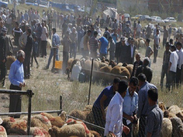 گزارش تصویری/ بازار دام اردبیل در آستانه عید قربان