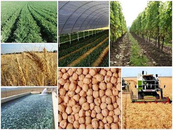 گنج‌های پنهان سرمایه‌گذاری در کشاورزی گلستان/ فرصت‌هایی که تکرار نمی‌شود