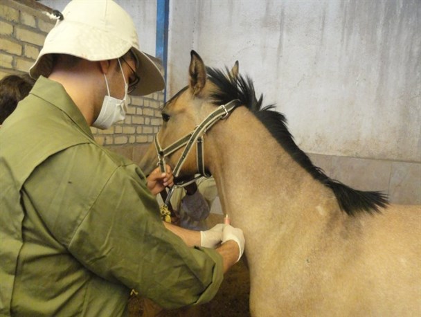 شناسایی دو کانون بیماری مشمشه در استان مرکزی/۹ رأس اسب معدوم شد