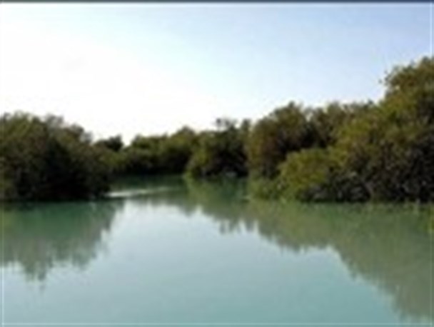 نادرترین گونه های جنگلی خلیج فارس + تصویر