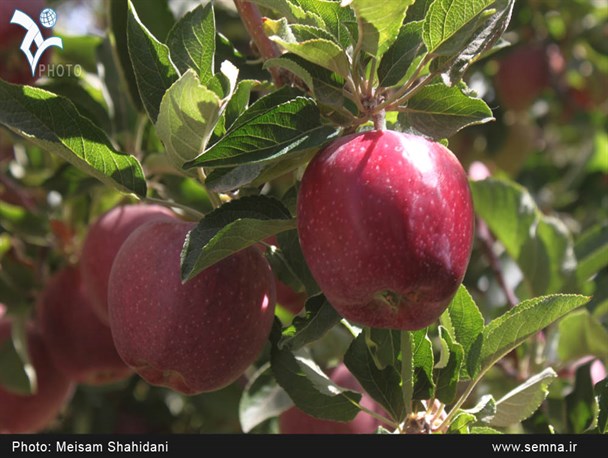 برداشت سیب سمیرم به روایت تصویر