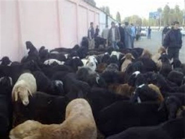 52 اکیپ دامپزشکی در سیستان و بلوچستان به حال آماده‌باش درمی آید