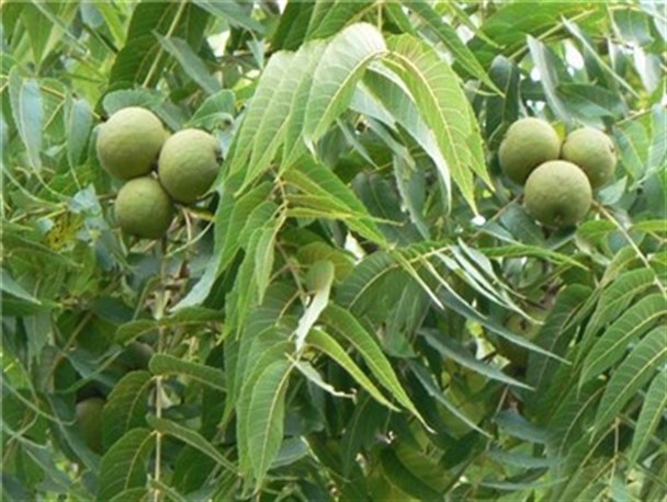کاهش ۴۰ درصدی تولید محصول گردو در تویسرکان