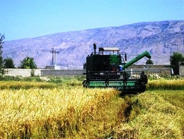 آغاز برداشت خوشه های طلایی برنج در چرام + تصاویر