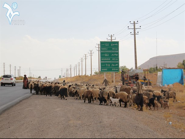 آغاز کوچ پاییزه عشایر، تلفیق زیبایی و سختی ها