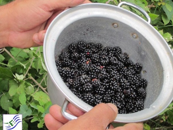 آغاز فصل برداشت تمشک و جای خالی صنایع تبدیلی در اصلاندوز+عکس