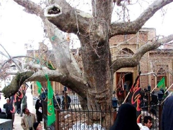 درختی که در غم ارباب خون می‌گرید