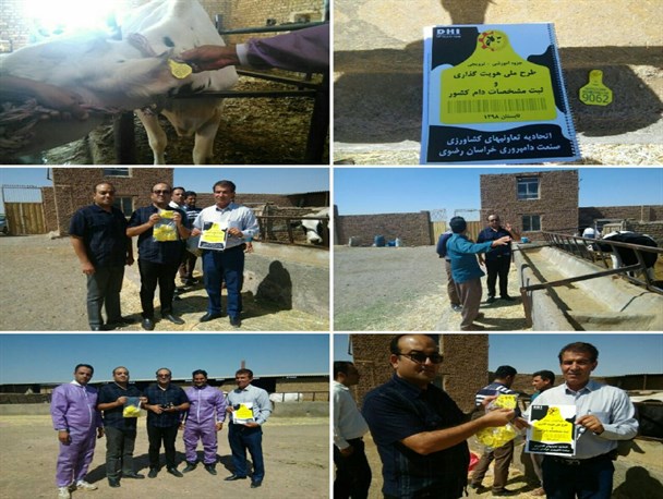 آغاز طرح ملی هویت بخشی دام در رشتخوار