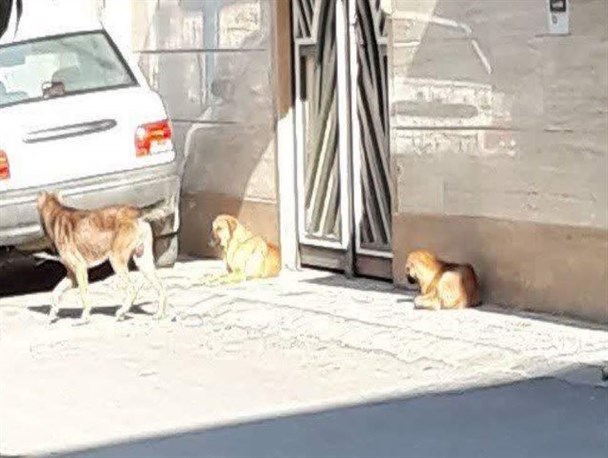 سگ‌های ولگرد، خوش‌نشین‌های پرخطر در جویبار