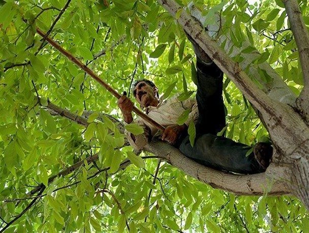 ثبت بیش از ۷۷ سقوط از درخت گردو در تویسرکان/احتمال بروز ضایعه نخاعی ۲ تا ۵ مصدوم بالا گرفت