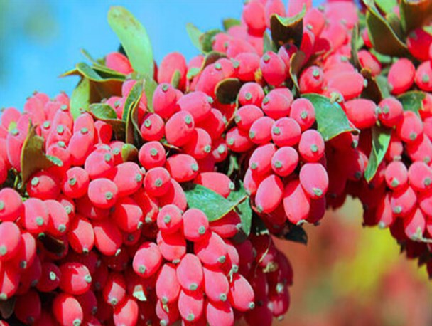 جشنواره ملی زرشک فرصتی برای زنده کردن هویت ۲۵۰ ساله خراسان جنوبی/ انحصار تولید جهانی یاقوت سرخ در خطه خراسان جنوبی