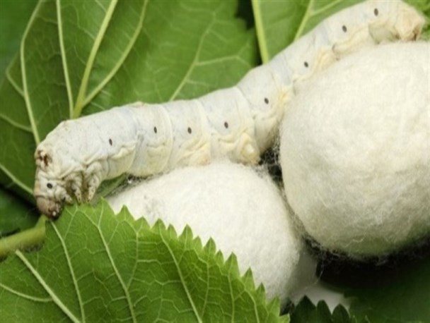 ایجاد توتستان، از ملزومات توسعه نوغانداری در کرمانشاه است