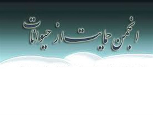 رعایت حقوق حیوانات یک «پز» روشنفکرانه نیست یک تکلیف است