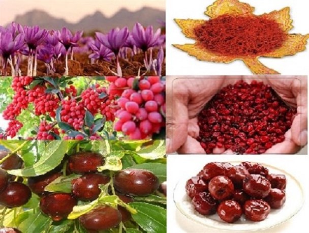 احتشام: بخشی از قیمت زعفران ناشی از وجود دلالان است/ اسفندیاری: خرید زرشک توافقی است وخرید تضمینی نیست