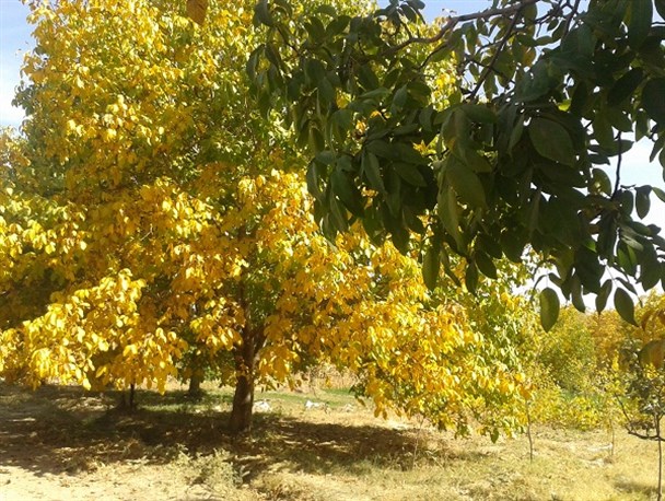 پاییز رنگارنگ باغات گردو و انار بوانات+تصاویر