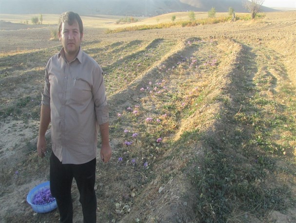 موفقیت جوان بسیجی در کشت زعفران در سطح 2000مترمربع