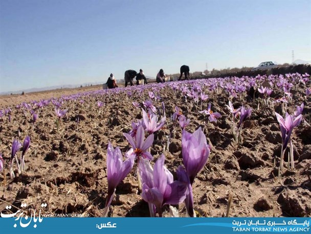 برداشت زعفران از مزارع منطقه تربت حیدریه