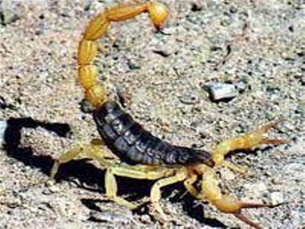 نیش عقرب جان دختر ۴ ساله بشاگردی را گرفت/ این بار چه کسی پاسخگو است؟