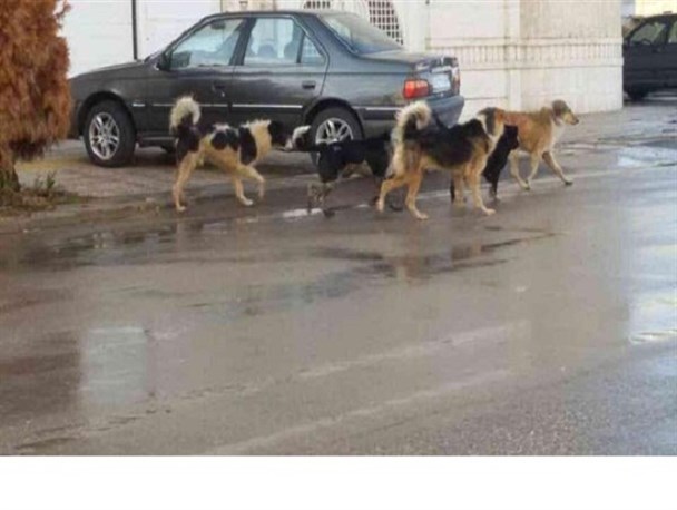 سریال تکراری جولان سگ های ولگرد در خیابان ها