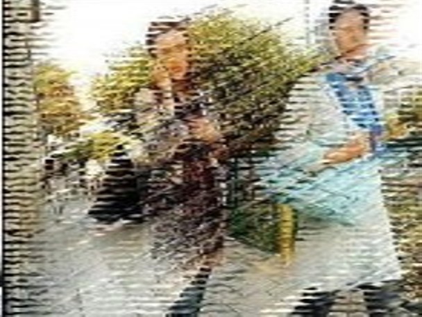 بی حجابها برده های مد و رنگ