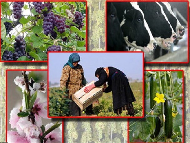 اشتغال 170 هزار نفر در بخش کشاورزی/ در استان هیچ مزرعه ای بدون کارشناس نخواهیم داشت