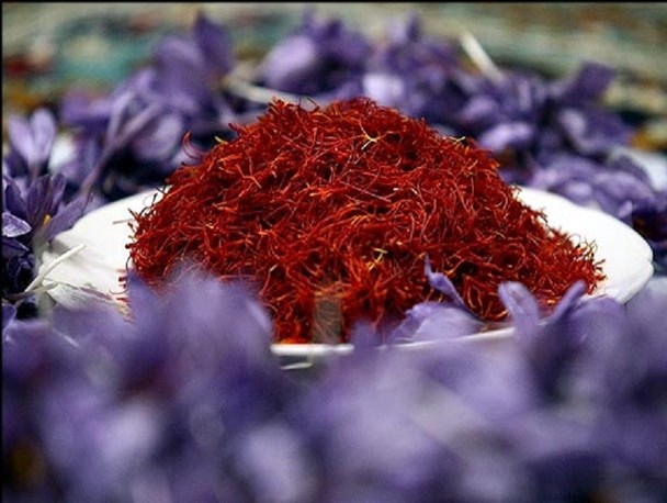 آغاز برداشت زعفران از ۱۹۰ هکتار مزارع چهارمحال و بختیاری