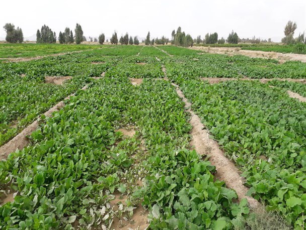 زمینه اشتغال 1250 کشاورز فراهم شد/ خاش کانون تولید سبزیجات برگی در جنوب شرق کشور