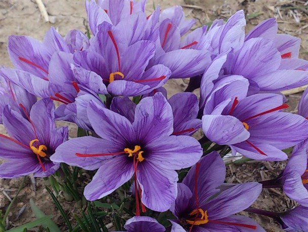 تولید زعفران ایرانی بیشتر از نیاز جهان